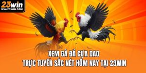 Xem gà đá cựa dao