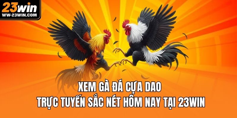 Xem gà đá cựa dao